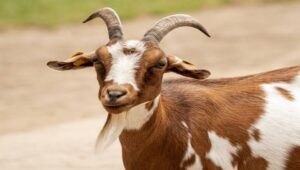 5 tips memilih kambing sesuai syariat islam saat memasuki perayaan idul adha 1445 hijriah mendatang 1 Images - patriapos indonesia