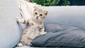 9 makna jika seseorang didekati kucing merupakan salah satu orang yang istimewa 1 Pexels tranmautritam 2194261 scaled - patriapos indonesia