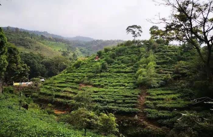 Caption pemandangan asri di Kebun Teh Jamus di Desa Girikerto, Kecamatan Sine, Kabupaten Ngawi, Jawa Timur.