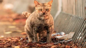 Mengapa kucing jika di buang pemiliknya dapat kembali pulang ke rumah? Ini jawaban ilmiahnya! 1 Ilustrasi kucing yang di buang oleh pemiliknya