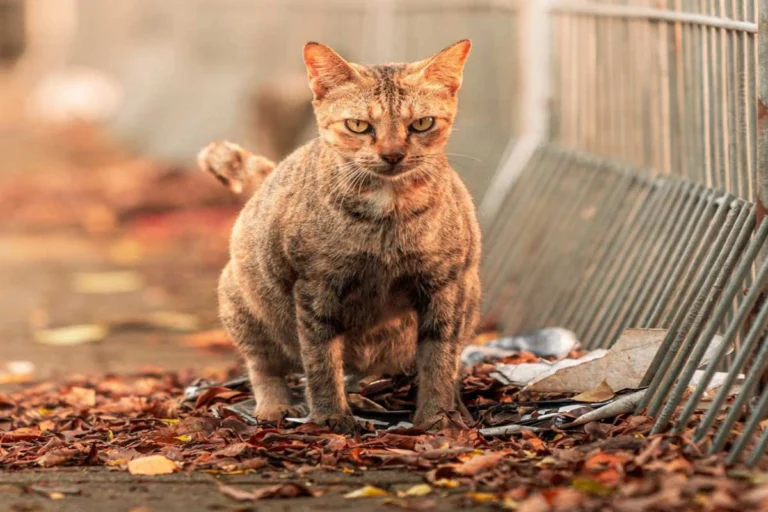 Ilustrasi kucing yang di buang oleh pemiliknya