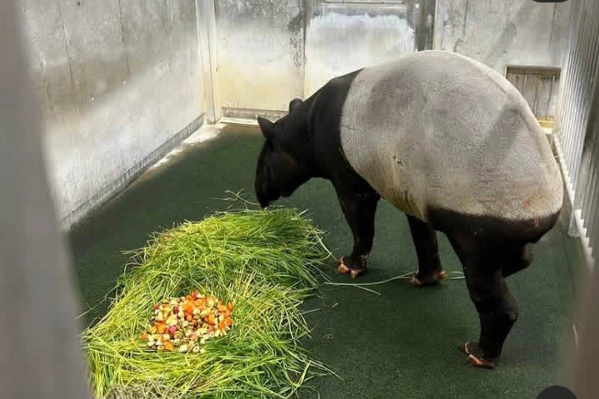 6 tempat wisata hits di malang yang wajib kamu kunjungi tahun ini! 6 Salah satu jenis fauna di jatim park 2