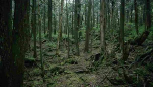 Berani uji nyali? Ini 9 tempat paling mencekam di jepang yang dipenuhi kisah mistis 1 Hutan aokigahara
