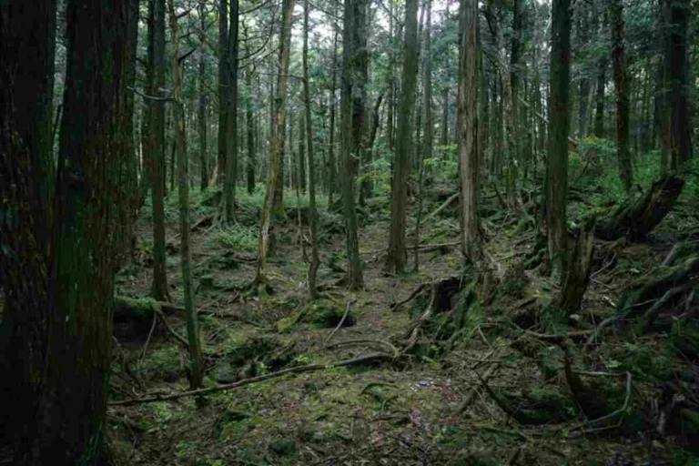 Hutan Aokigahara