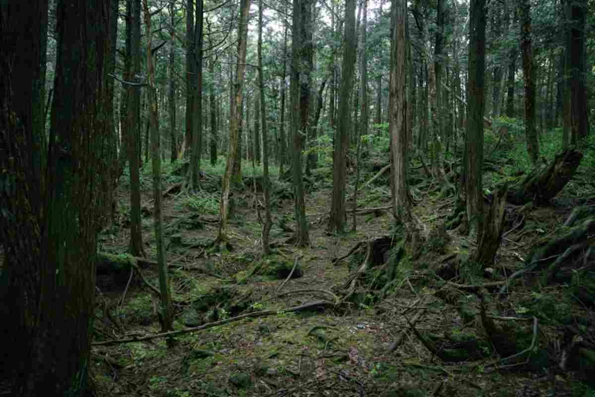 Hutan Aokigahara