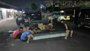 Polres blitar berhasil gagalkan peredaran 364 botol arak ilegal, dua kurir asal banyuwangi diamankan 1 Petugas polres blitar mengamankan ratusan botol minuman keras jenis arak dari kendaraan pick-up saat patroli cipta kondisi di kawasan talun