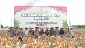 Polres blitar serahkan benih dan alsintan, presiden apresiasi inovasi benih jagung bhayangkara 1 Polres blitar menggelar kegiatan panen jagung di lahan jagung samping mapolres blitar dalam rangka mendukung program ketahanan pangan nasional