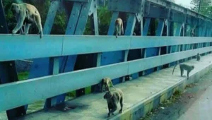 Misteri monyet jembatan ngujang tulungagung: konon dulunya manusia? 1 Rombongan monyet bergelantungan di sepanjang lintasan jembatan ngujang tulungagung