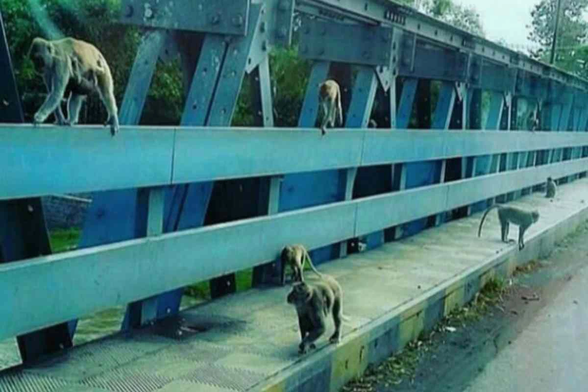 Rombongan monyet bergelantungan di sepanjang lintasan jembatan Ngujang Tulungagung