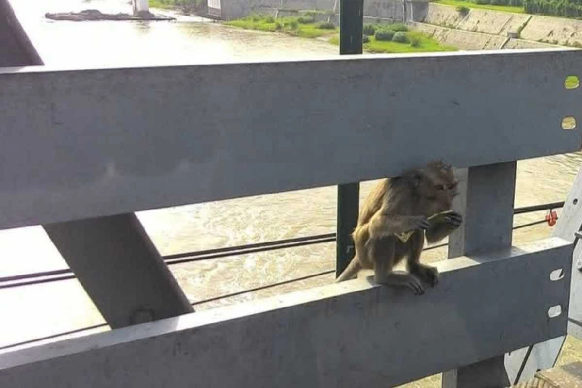 Misteri monyet jembatan ngujang tulungagung: konon dulunya manusia? 1 Kehadiran monyet di jembatan ngujang yang manarik perhatian pelintas kendaraan