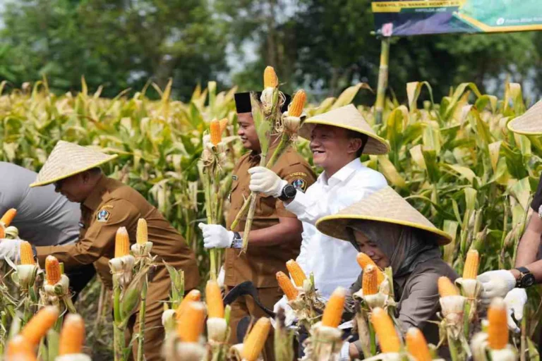 Ketua Komisi II DPRD Kabupaten Blitar, Lutfi Aziz, S.T bersama Anggota Komisi IV, Hj. Sri Indah Setijaningsih, S.E, ikut serta dalam Panen Raya Jagung di Desa Begelen, Kecamatan Srengat, Selasa (16/9/2025).