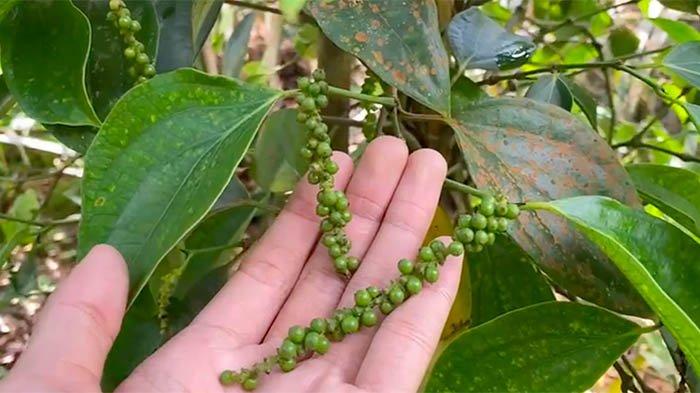 Ketika Lada Putih Bangka Belitung Tak Lagi Jadi Raja: Ironi di Balik Serbuan Sawit - Patriapos