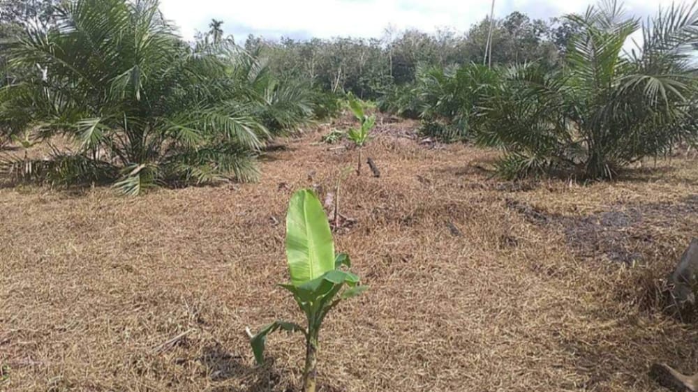Dua Sekali Tanam, Dua Kali Untung Efisiensi Input Perkebunan Sawit Melalui Tumpangsari Pisang - Patriapos