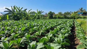 Ilustrasi tanaman tembakau.