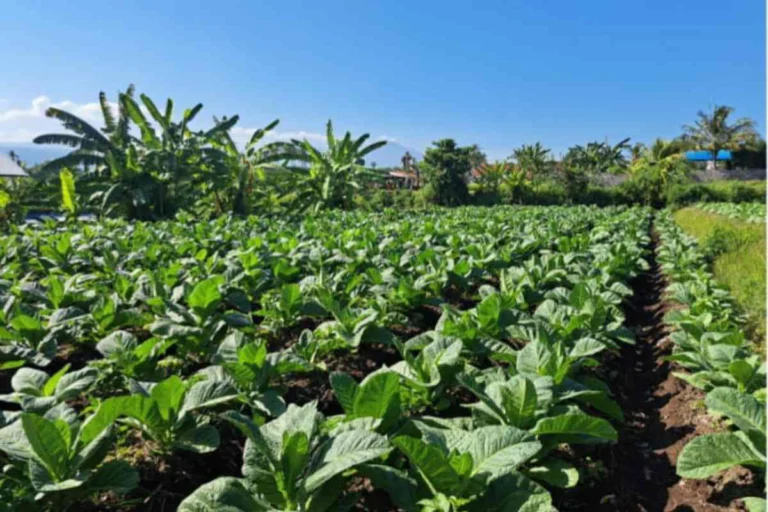 Ilustrasi tanaman tembakau.