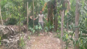 Tumpangsari sawit dan pisang di kebun sebagai upaya memaksimalkan lahan.