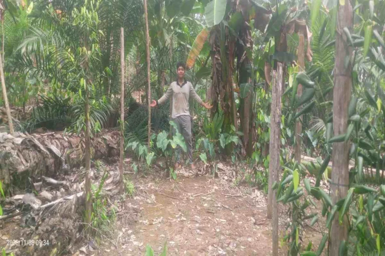 Tumpangsari sawit dan pisang di kebun sebagai upaya memaksimalkan lahan.