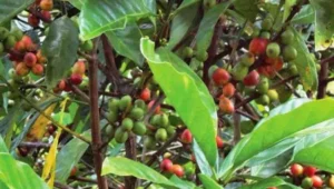 Kopi Liberika tumbuh subur di lahan gambut Bangka Belitung.