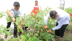 Kepala Lapas Kelas IIB Blitar bersama jajaran petugas melaksanakan panen sayuran terong hasil pembinaan kemandirian warga binaan di lahan pertanian dalam Lapas.