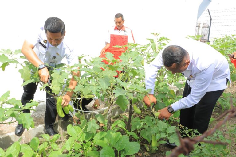 Kepala Lapas Kelas IIB Blitar bersama jajaran petugas melaksanakan panen sayuran terong hasil pembinaan kemandirian warga binaan di lahan pertanian dalam Lapas.