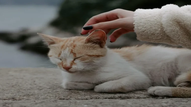 Ilustrasi Kucing (Pexels)