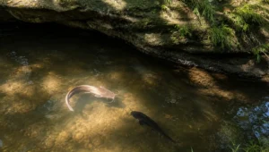 Kawanan lele memenuhi aliran sungai dangkal di lereng Gunung Cumbri, Dusun Jatisari, Wonogiri, yang dipercaya warga sebagai habitat ikan sakral