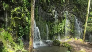 Keindahan mata air Sumber Telu di Pronojiwo, Lumajang, dengan air jernih dan suasana alam yang masih asri