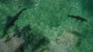 Kolam air jernih berwarna biru kehijauan di Situs Rambut Monte yang dihuni ikan dewa atau ikan sengkaring yang dikeramatkan masyarakat setempat