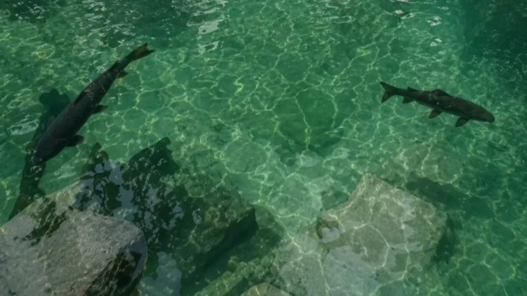 Kolam air jernih berwarna biru kehijauan di Situs Rambut Monte yang dihuni ikan dewa atau ikan sengkaring yang dikeramatkan masyarakat setempat