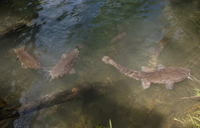 Sejumlah lele berukuran besar muncul ke permukaan air saat pengunjung memberi makan di aliran sungai kaki Gunung Cumbri, Wonogiri.