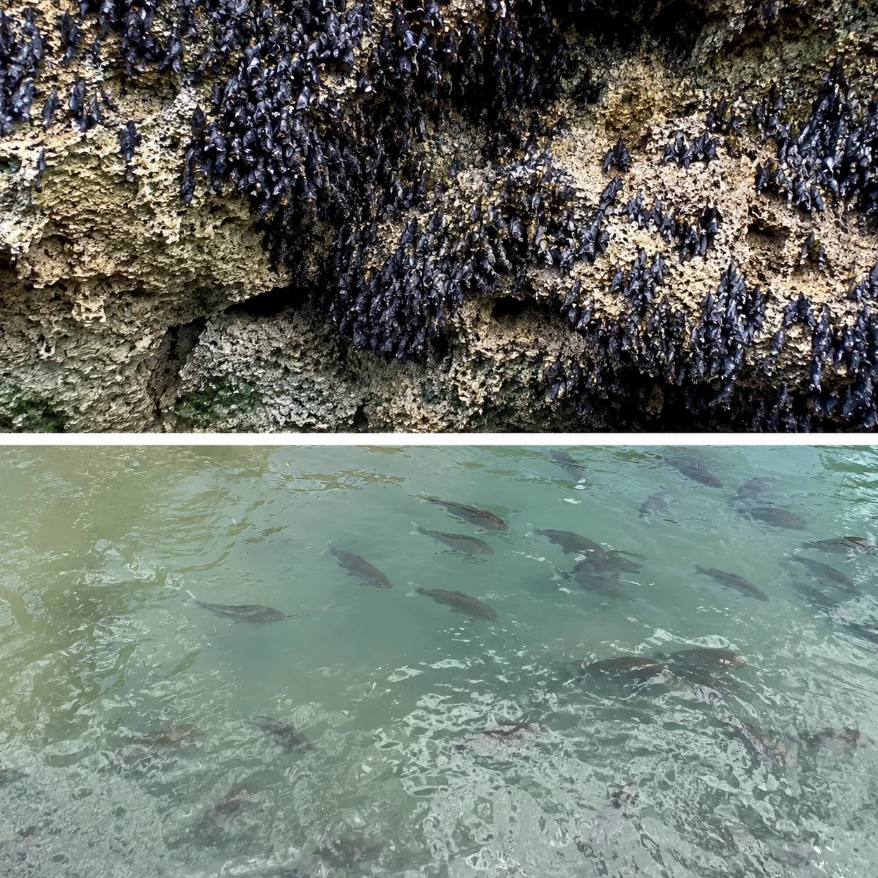 Ribuan ikan bader terlihat berenang di dekat mulut gua kawasan Rengel, Tuban, yang juga menjadi habitat kelelawar dalam jumlah besar