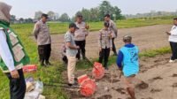 Polsek Wlingi Manfaatkan Lahan Kosong Setengah Hektare di Blitar untuk Budidaya Jagung Dukung Ketahanan Pangan