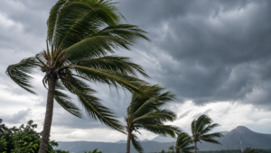 Ilustrasi pohon tertiup angin kencang. Foto: Unsplash