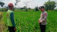 Polres Blitar Dukung Ketahanan Pangan, Polsek Binangun Sambangi Petani Jagung