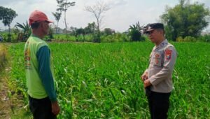 Polsek Binangun melalui Kanit Binmas bersama Bhabinkamtibmas Desa Salamrejo, Bripka Eko Setiono, melaksanakan sambang dan pemantauan kepada petani jagung di Kecamatan Binangun, Kabupaten Blitar, Minggu (11/10/2026).