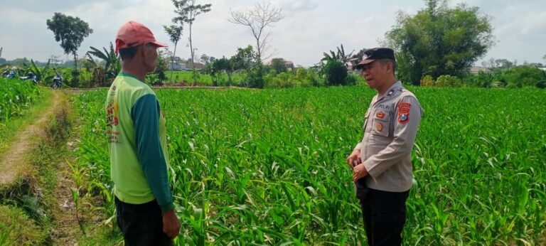 Polsek Binangun melalui Kanit Binmas bersama Bhabinkamtibmas Desa Salamrejo, Bripka Eko Setiono, melaksanakan sambang dan pemantauan kepada petani jagung di Kecamatan Binangun, Kabupaten Blitar, Minggu (11/10/2026).