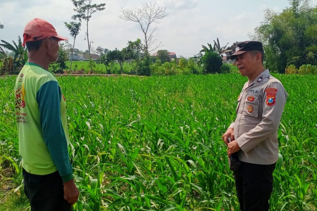 IMG-20261011-WA0002(1) Polsek Binangun melalui Kanit Binmas bersama Bhabinkamtibmas Desa Salamrejo, Bripka Eko Setiono, melaksanakan sambang dan pemantauan kepada petani jagung di Kecamatan Binangun, Kabupaten Blitar, Minggu (11/10/2026).
