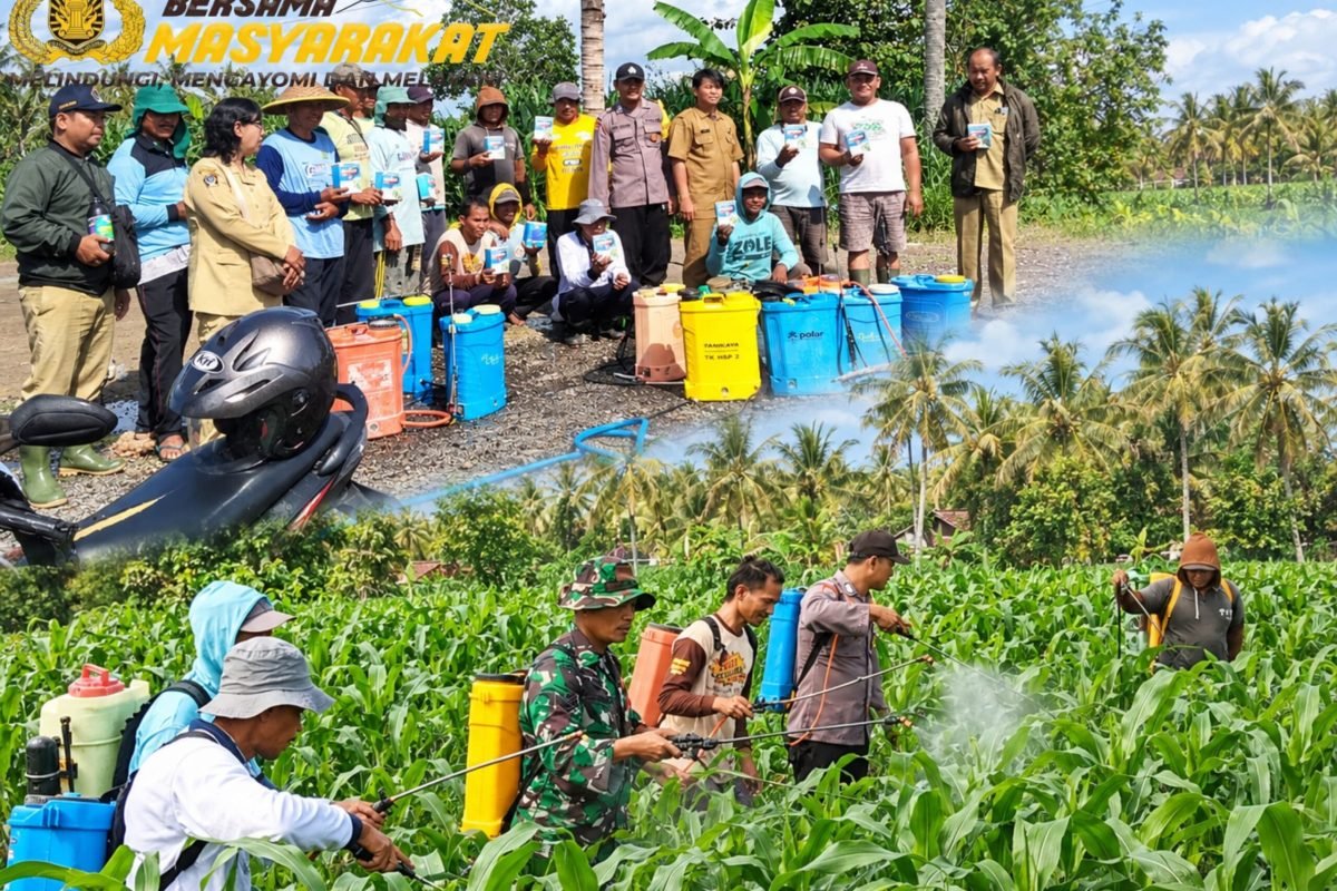 Bhabinkamtibmas Desa Margomulyo Bripka Arif Bangun Utama mendampingi petani dalam kegiatan penyemprotan insektisida dan pestisida pada tanaman jagung di wilayah Kecamatan Panggungrejo, Kabupaten Blitar, Senin (12/10/2026).