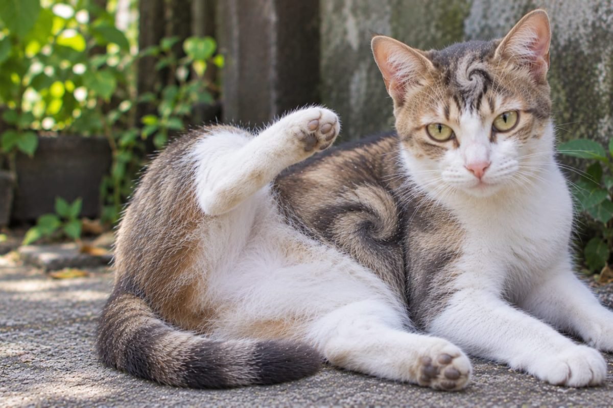 Kucing dengan corak unik yang dipercaya memiliki makna khusus dalam tradisi Jawa. Kucing dengan corak unik yang dipercaya memiliki makna khusus dalam tradisi Jawa.