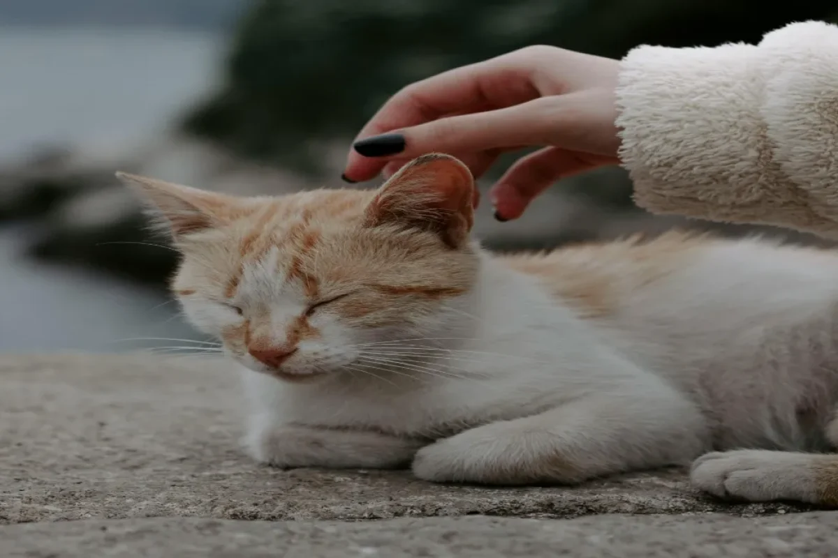 Ilustrasi Kucing (Pexels)