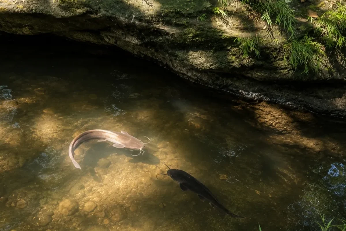 Kawanan lele memenuhi aliran sungai dangkal di lereng Gunung Cumbri, Dusun Jatisari, Wonogiri, yang dipercaya warga sebagai habitat ikan sakral Kawanan lele memenuhi aliran sungai dangkal di lereng Gunung Cumbri, Dusun Jatisari, Wonogiri, yang dipercaya warga sebagai habitat ikan sakral