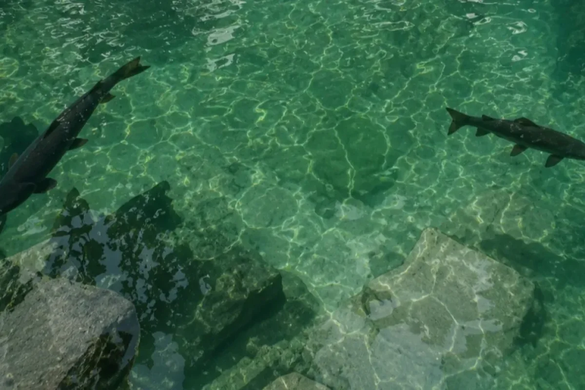 Kolam air jernih berwarna biru kehijauan di Situs Rambut Monte yang dihuni ikan dewa atau ikan sengkaring yang dikeramatkan masyarakat setempat Kolam air jernih berwarna biru kehijauan di Situs Rambut Monte yang dihuni ikan dewa atau ikan sengkaring yang dikeramatkan masyarakat setempat
