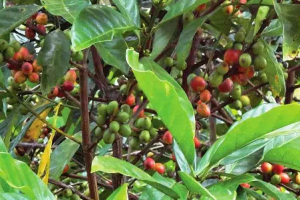 Kopi Liberika tumbuh subur di lahan gambut Bangka Belitung.
