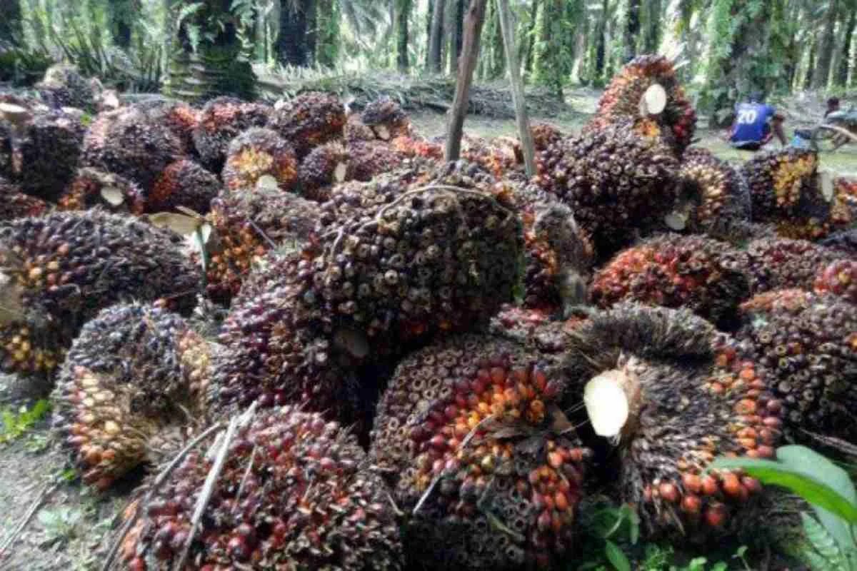 Perkebunan sawit semakin mendominasi, menandai pergeseran besar komoditas pertanian di Bangka Belitung.