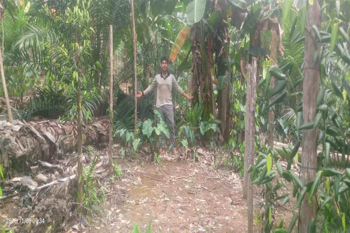 Tumpangsari sawit dan pisang di kebun sebagai upaya memaksimalkan lahan. Tumpangsari sawit dan pisang di kebun sebagai upaya memaksimalkan lahan.