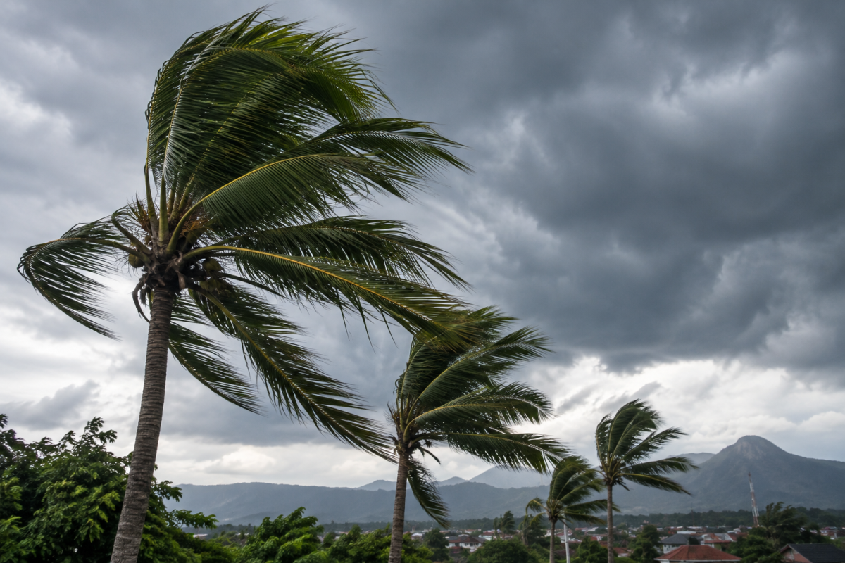 Ilustrasi pohon tertiup angin kencang. Foto: Unsplash Ilustrasi pohon tertiup angin kencang. Foto: Unsplash