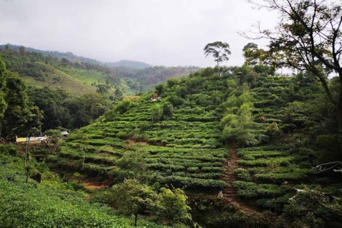 Caption pemandangan asri di Kebun Teh Jamus di Desa Girikerto, Kecamatan Sine, Kabupaten Ngawi, Jawa Timur.